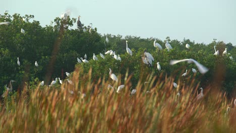 una colonia de pájaros ibis blancos vuela y anida en los everglades de florida