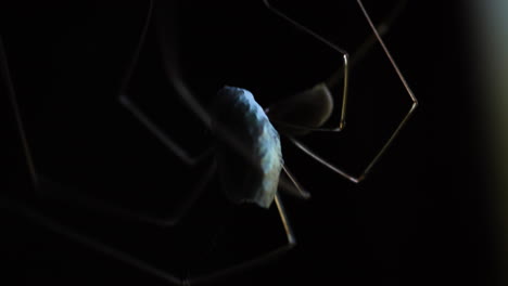 cellar spider takes fly entangled in silk and carries it to darkness