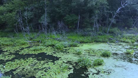 low height pan over swampy lagoon