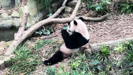 giant panda bear sitting and eating bamboo in the zoo - wide shot