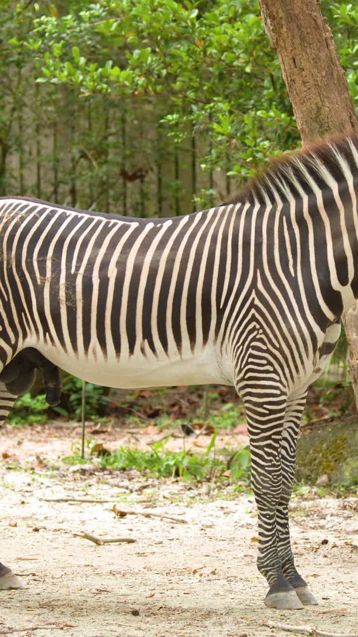 Una zebra di Grevy cammina lentamente attraverso un recinto sabbioso con fogliame verde sullo sfondo.