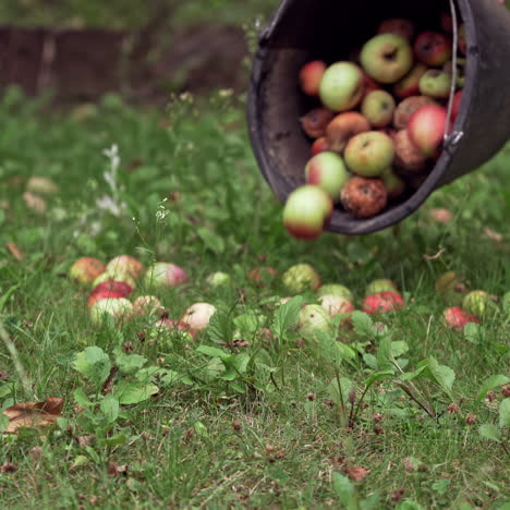 ripe apples pouring from the bucket on the grass. hands holding black bucket with fruits and scattering them on the ground in summer.