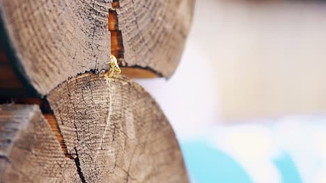 close-up slow motion the wasps fly up build nest