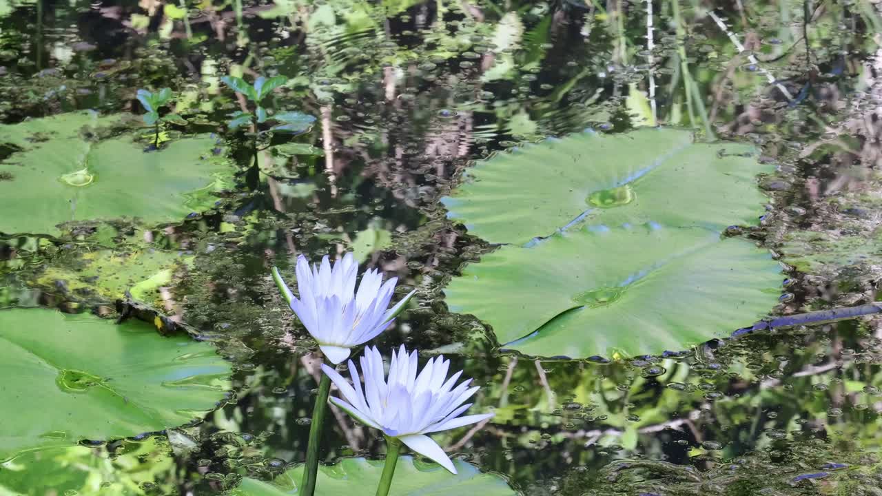 A detailed view of water lilies surrounded by lush green leaves and natural foliage.