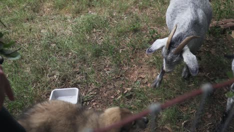 person feeding grey and white hungry nubian goats on a farm with a curious and playful great pyrenees border collie puppy