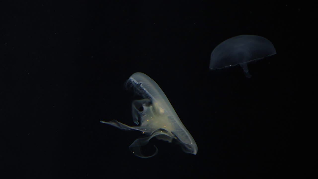 어두운 바다에서 우아하게 헤엄치는 수달