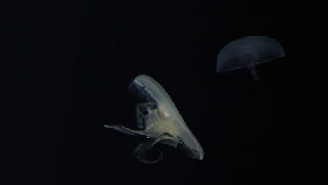 medusas nadando con gracia en el mar oscuro
