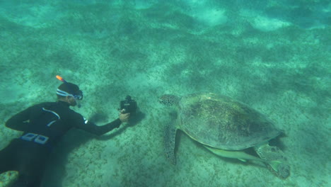 shooting sea turtle underwater