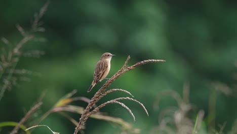 Seen-on-top-of-dried-grass-looking-around-and-preening,-Amur-Stonechat-or-Stejneger's-Stonechat-Saxicola-stejnegeri,-Thailand