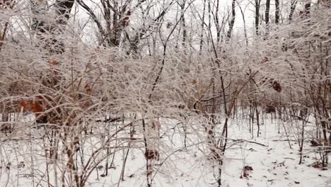 A-wide-shot-horizontal-movement-of-frozen-plants-and-trees-due-to-frozen-rain