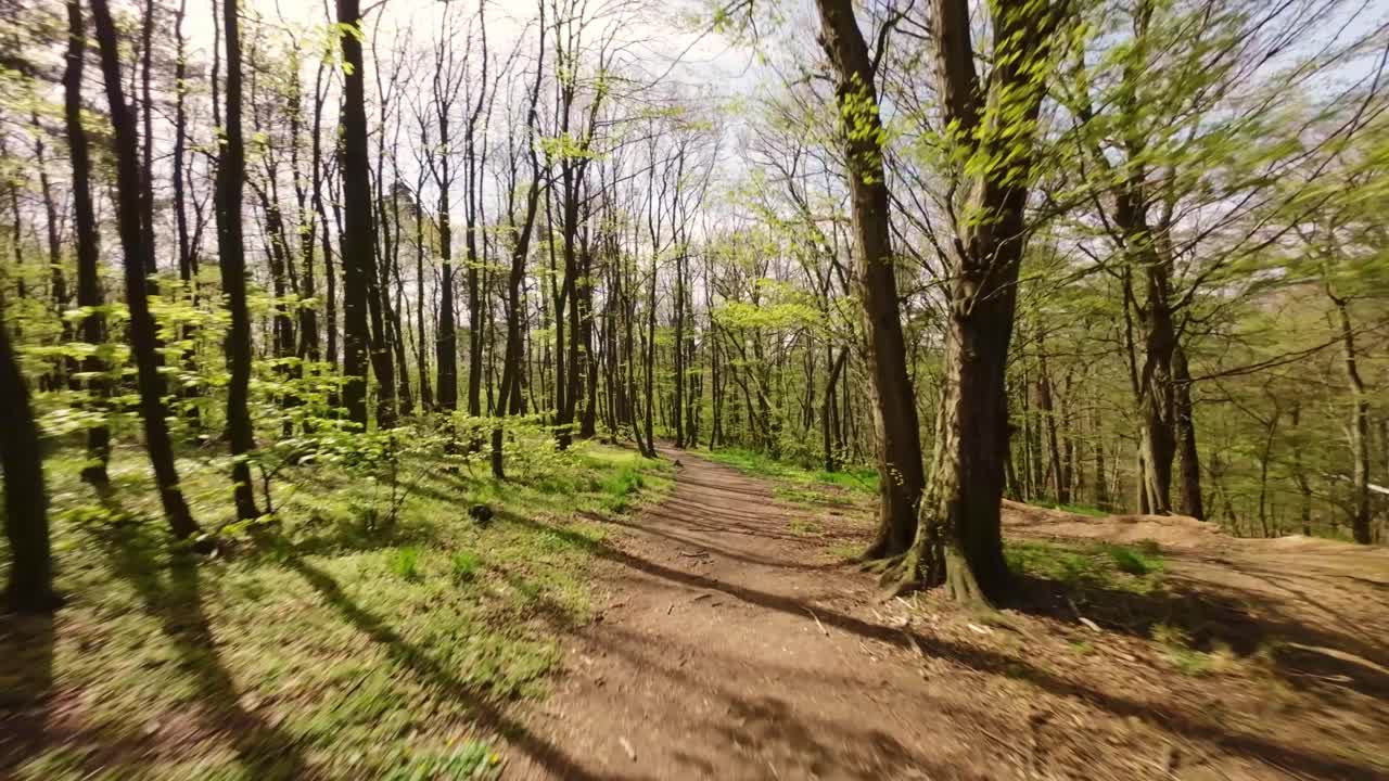 Aerial flight close over path in green spring leafy forest on sunny day