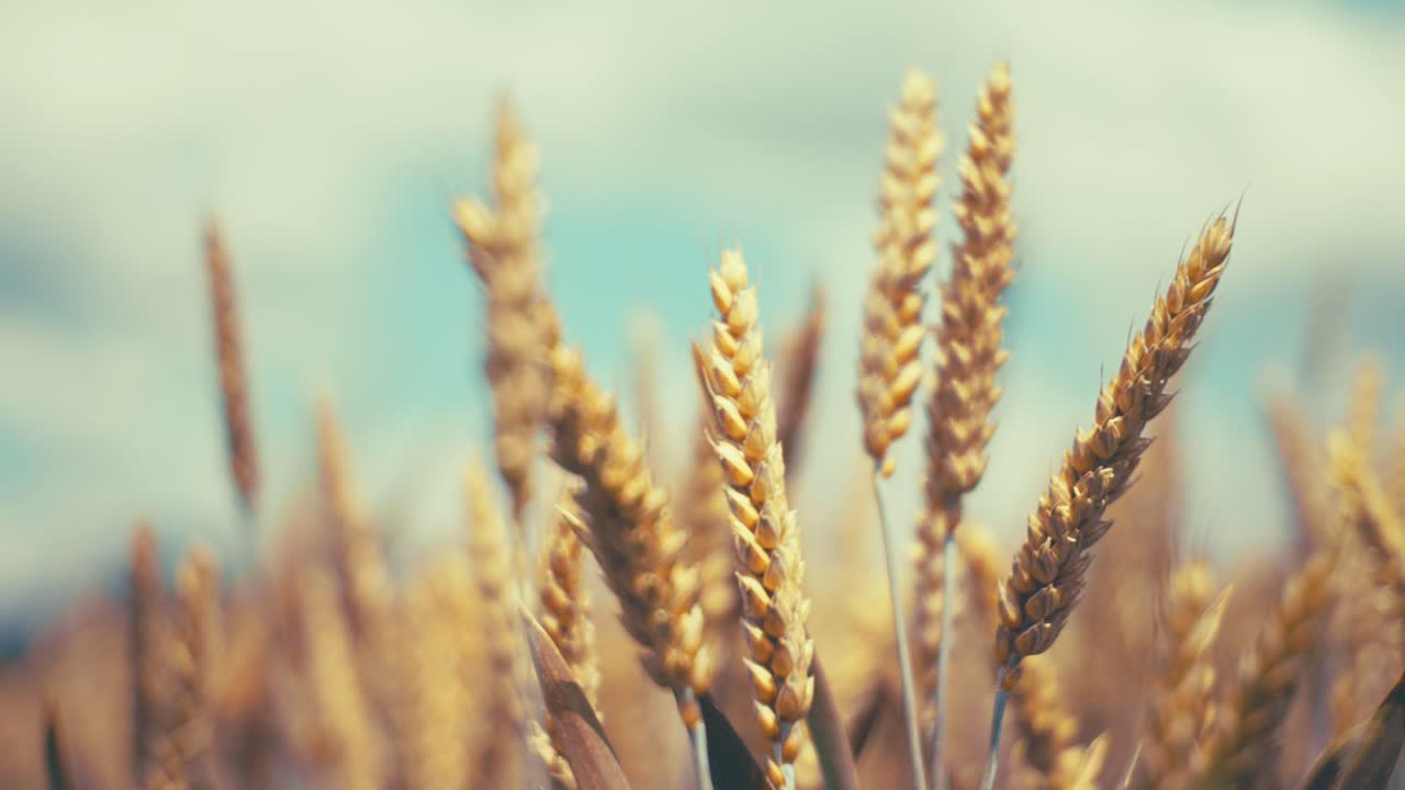 Golden wheat field in the sunshine, showcasing ripe grains ready for harvest. This close-up shot captures the beauty and abundance of nature, symbolizing growth, agriculture, and healthy living.