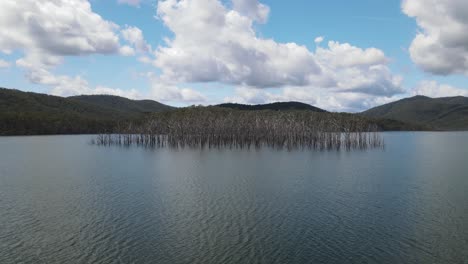 remnants of an old forest flooded creating a dam for large city water infrastructure