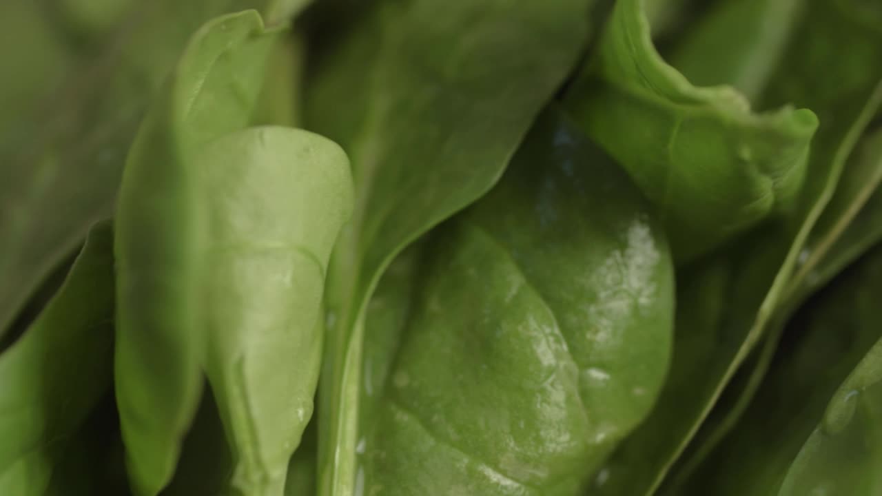 Fresh green spinach leaves pan shot