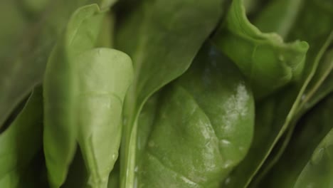 fresh green spinach leaves pan shot