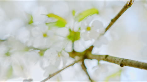 closeup of a bee on an apple tree branch with blossoms and beautiful white petals â€“ filmed in 4k slowmotion