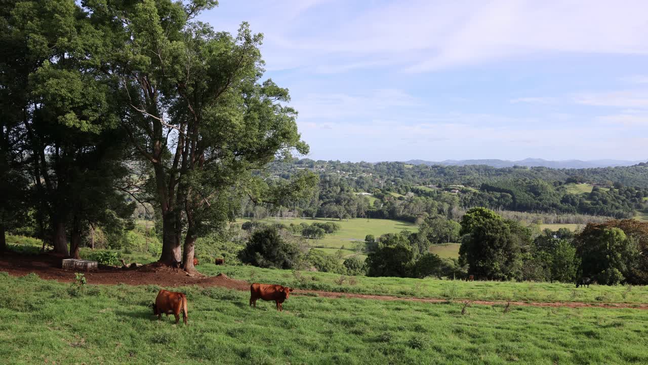 as vacas vagueiam livremente num campo verde vibrante.