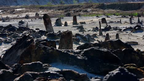 dried up lake bed with remnants of trees and rocks