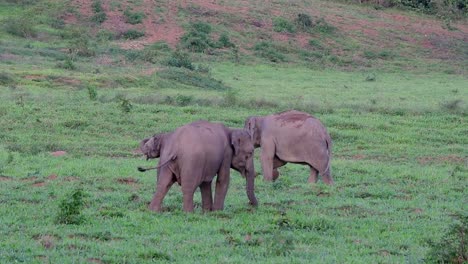 Los-Elefantes-Asiáticos-Son-Especies-En-Peligro-De-Extinción-Y-También-Son-Residentes-De-Tailandia