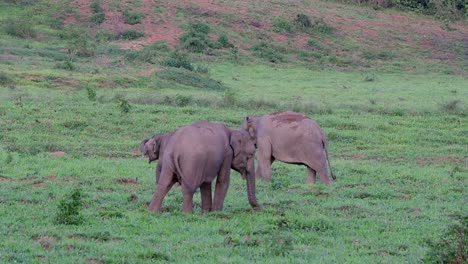 Los-Elefantes-Asiáticos-Son-Especies-En-Peligro-De-Extinción-Y-También-Son-Residentes-De-Tailandia