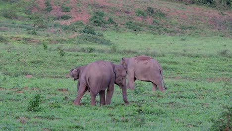 the asiatic elephants are endangered species and they are also residents of thailand