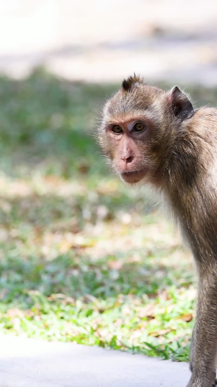monos caminando e interactuando en un entorno de zoológico
