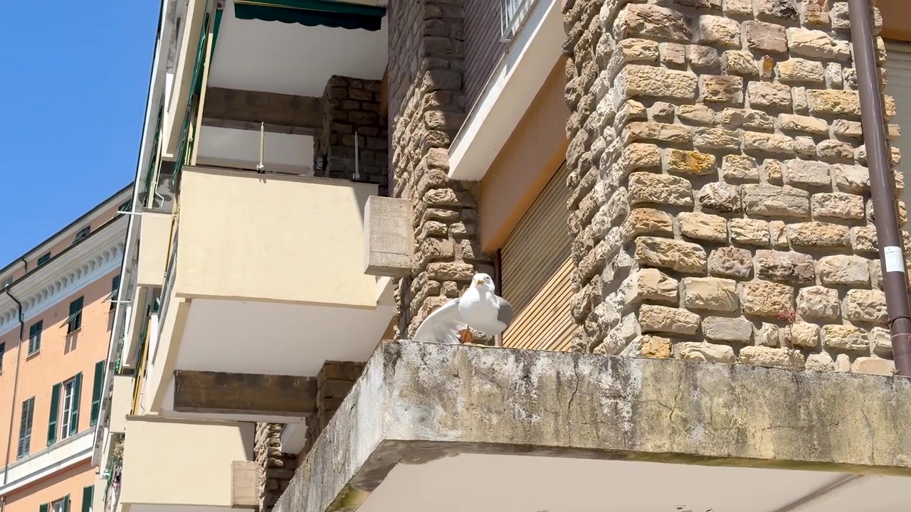Uma gaivota pousa em uma varanda rústica de pedra de um edifício de apartamentos mediterrâneo sob a luz do sol.