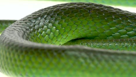 close-up of green snake scales