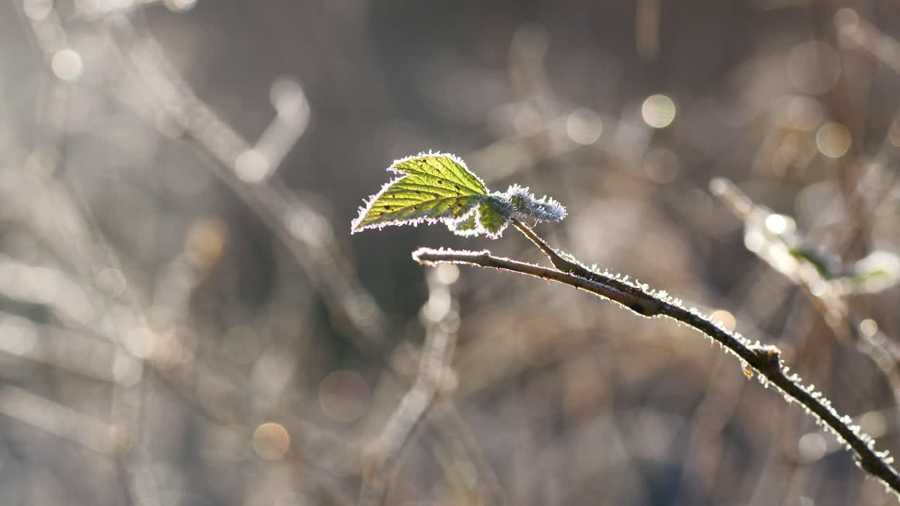 Amazing green leaf in frosty nature on cold morning in Vaasa, Ostrobothnia, Finland