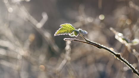 Increíble-Hoja-Verde-En-La-Naturaleza-Helada-En-La-Mañana-Fría-En-Vaasa,-Ostrobotnia,-Finlandia