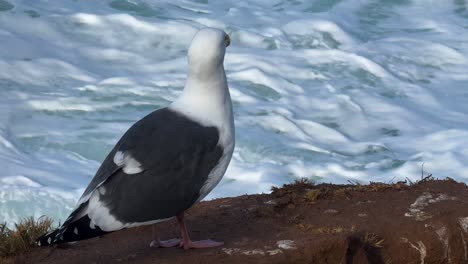 una sola gaviota en un acantilado de cerca con el agua del océano rodando dentro y fuera sobre las rocas en la jolla california