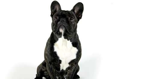 french bulldog dog sitting and looking, white background