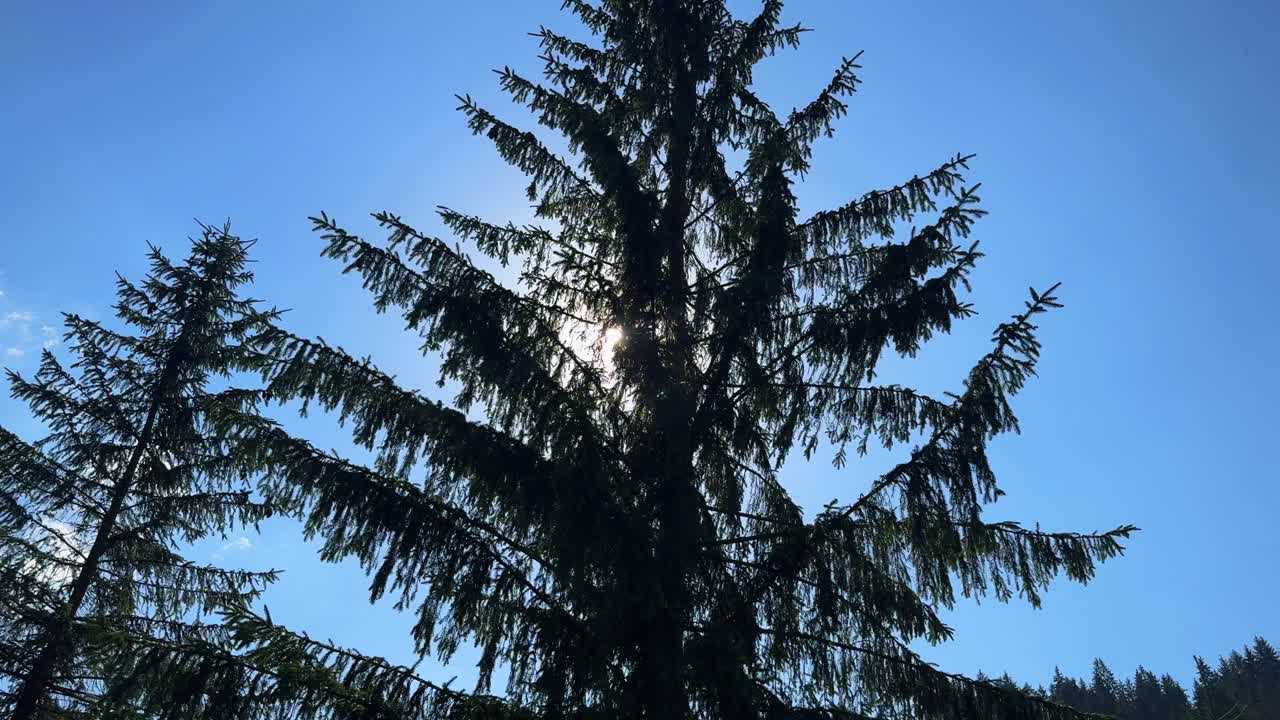 상록색 소나무, 은 하늘 태양 빛나는 배경 자연 숲