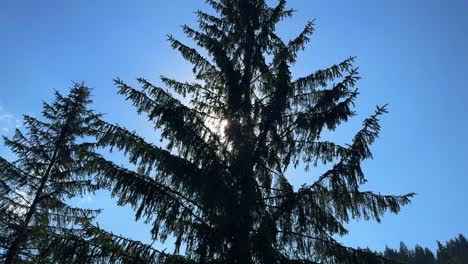 el árbol de abeto perenne, el cielo despejado, el sol brillando en el fondo, el bosque de la naturaleza.