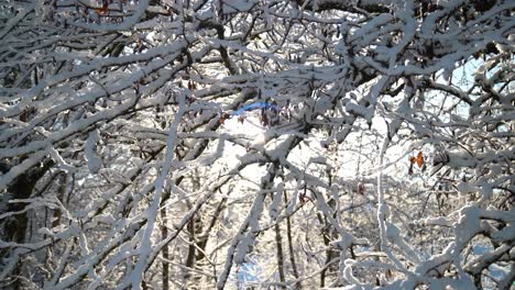 sun shining through snow covered branches on a winters morning