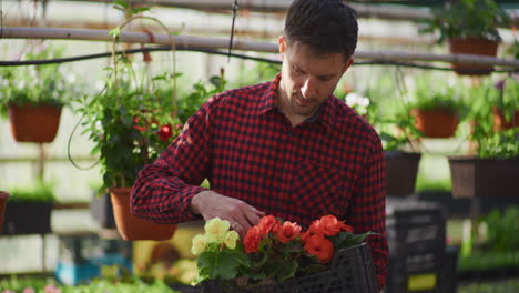 gardener arranges fresh flower seedlings