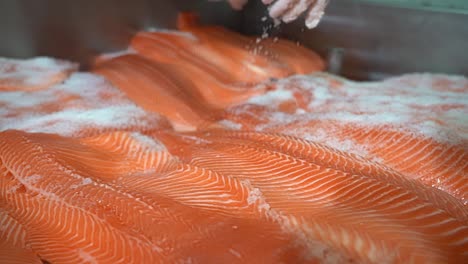 beautiful reverse closeup of hand sprinkling salmon and trout fillets with salt - norway fish industry - shallow depth handheld slow motion