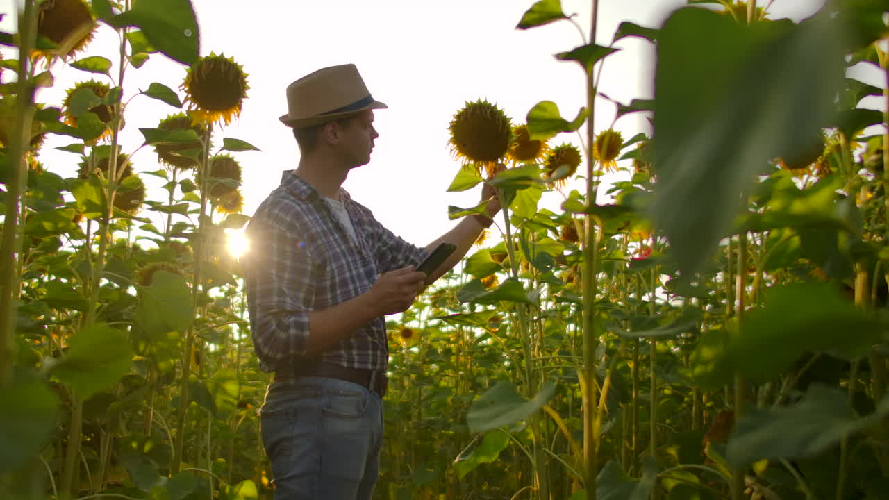 granjero moderno con una tableta que estudia girasoles. - mantener registros de la granja. tecnologías de internet y aplicaciones de gestión de riego control de cultivos. estados ph.
