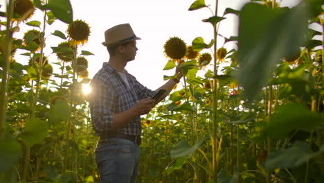 modern farmer with a tablet computer studying sunflowers. - keep records of the farm. internet technologies and applications of irrigation management crop control. ph states.