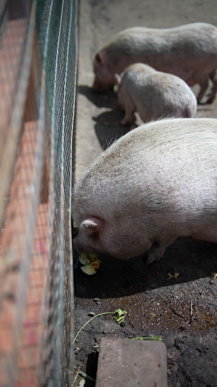 돼지 들 이  에서 먹고 있다