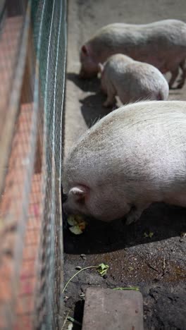 cerdos comiendo en un corral