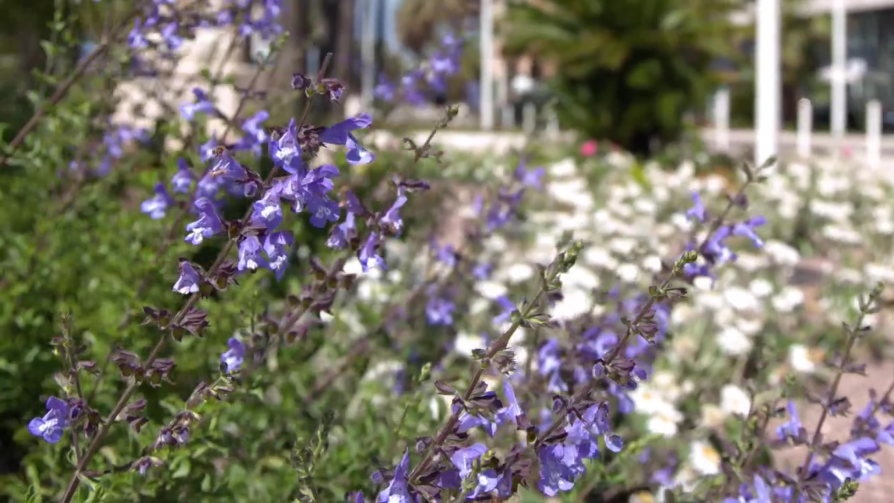 Primo piano di fiori viola che ondeggiano dolcemente in un giardino costiero soleggiato con palme.