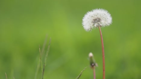 una delicada bola de semilla de diente de león esponjosa