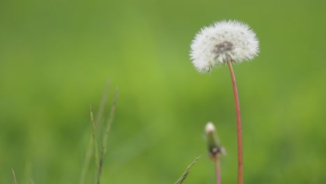 a delicate fluffy dandelion seedball