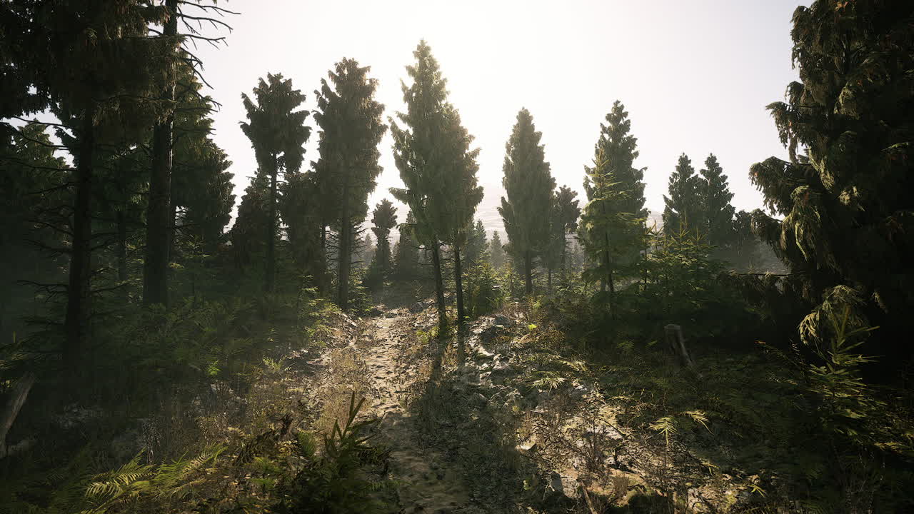 빛은 은 캐나다 숲의 높은 나무들을 통해 필터링됩니다.