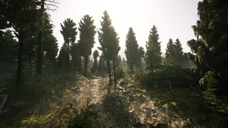 sunlight filters through tall trees in a serene canadian forest