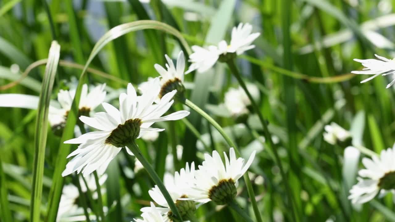 Backlit Daisy flowers swaying in a light breeze. Summer. UK