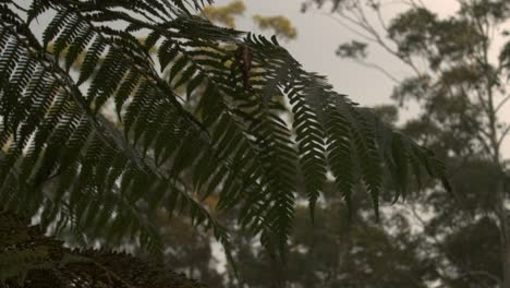 Disparó-A-Través-De-Hermosas-Hojas-De-Helechos-Con-Vistas-Al-Bosque-A-Cámara-Lenta