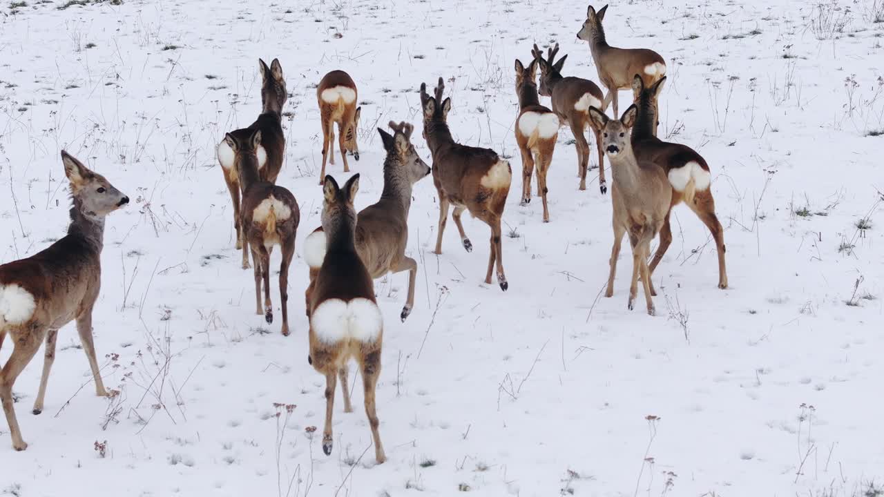 Group of roe deer gathered on snowy field in winter, scanning the environment