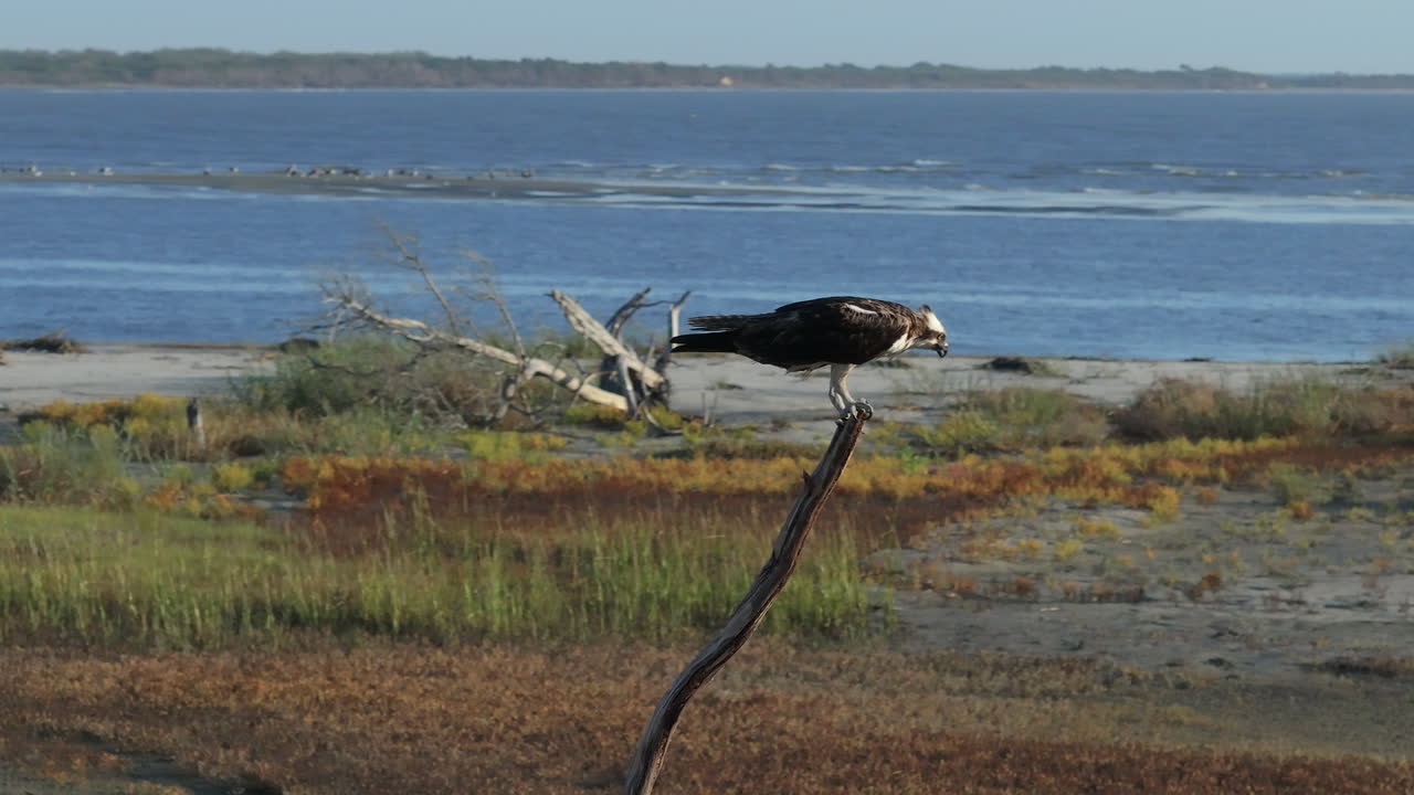 Osprey perched on a branch overlooking the ocean
